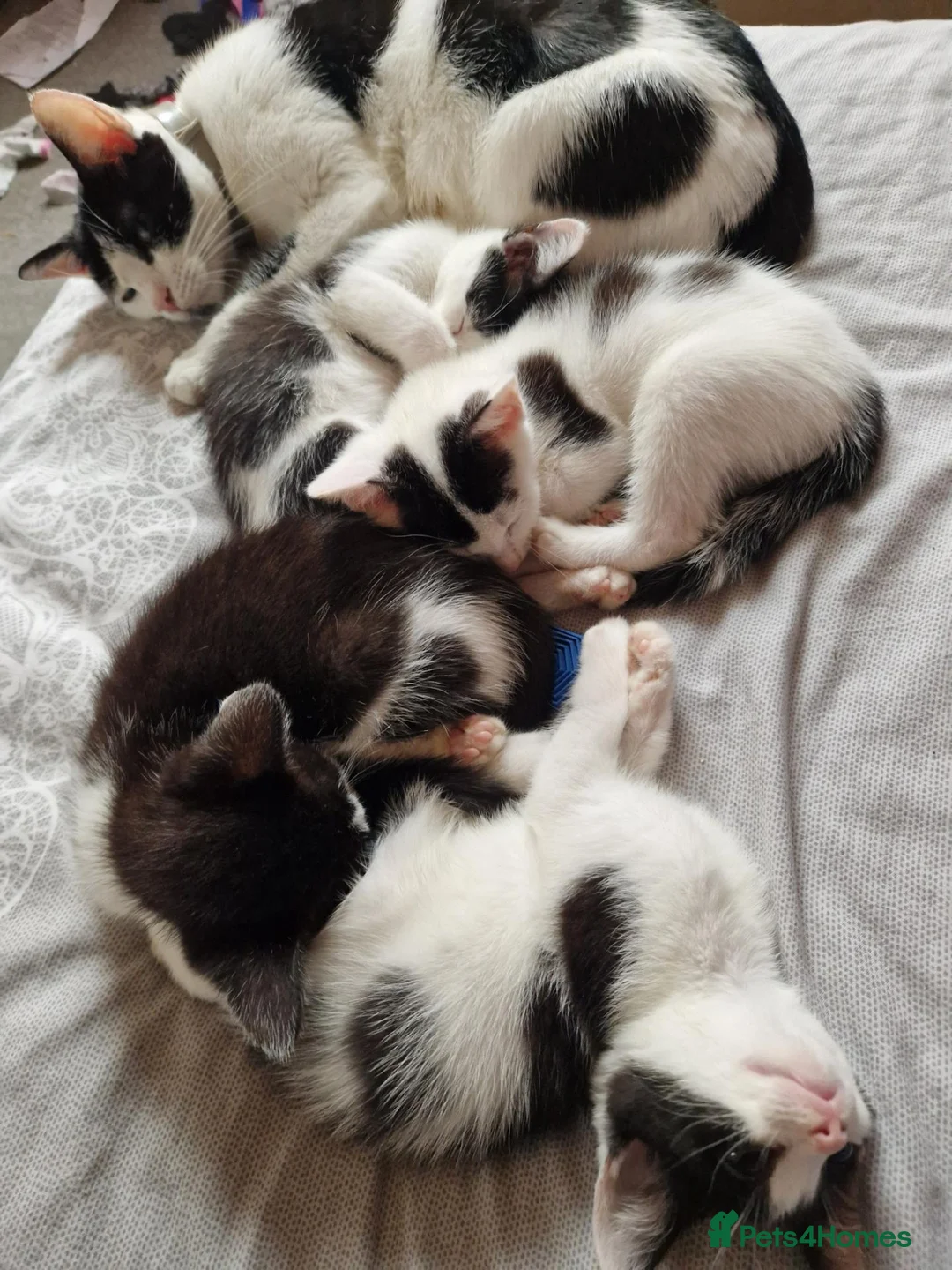 Mixed Breed cats for sale: Lovely kittens looking for forever homes - Advert 1