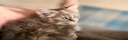 Maine Coon cats for sale: Female Maine Coon Cross with Ragdoll - Advert 5