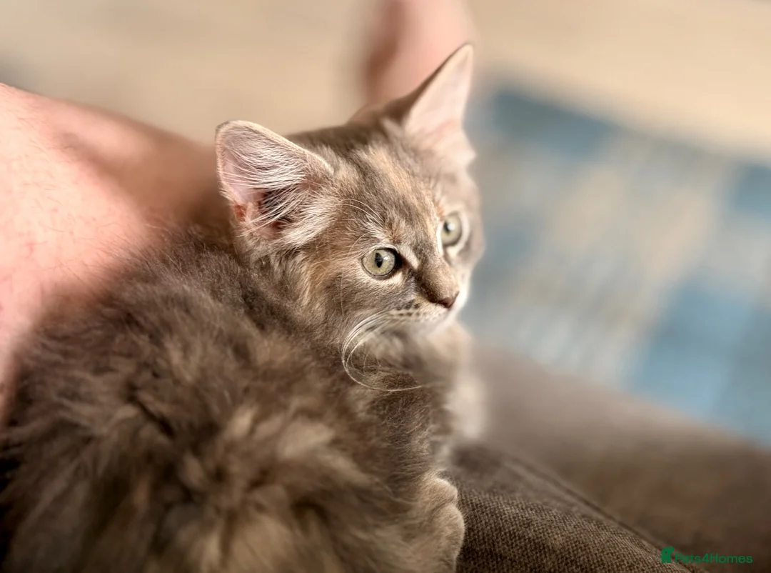 Maine Coon cats for sale: Female Maine Coon Cross with Ragdoll - Advert 5