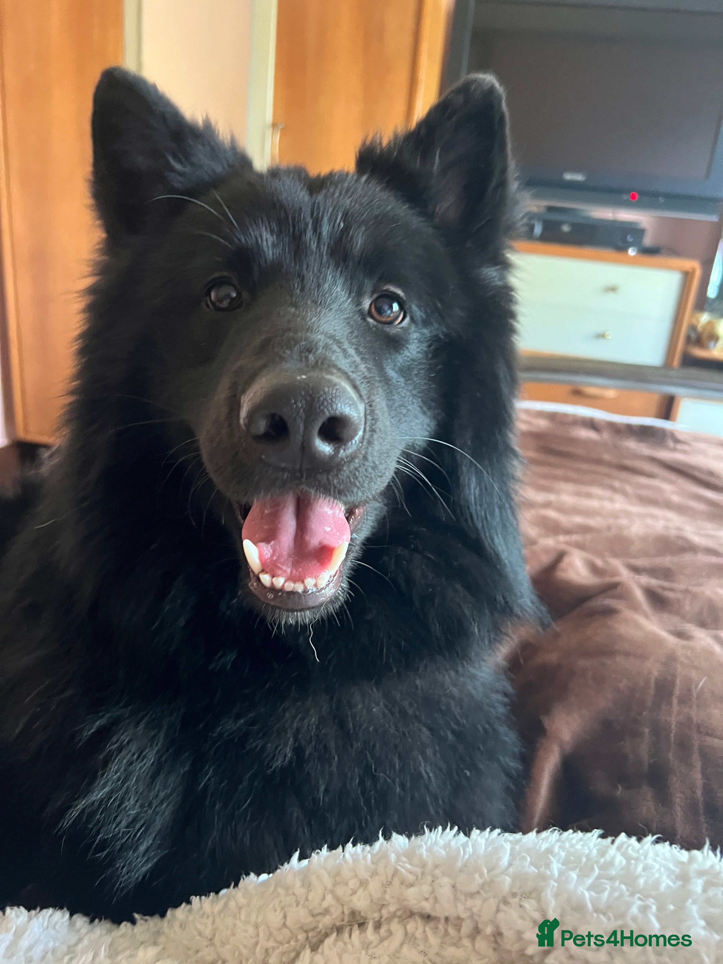 German Shepherd dogs *FREE until Proven* Black Shepherd Dog at Stud - Advert 7