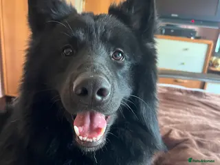 German Shepherd dogs *FREE until Proven* Black Shepherd Dog at Stud - Advert 7