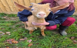 Goats livestock for sale: Super Friendly British Guernsey Goat Kids - Image 2