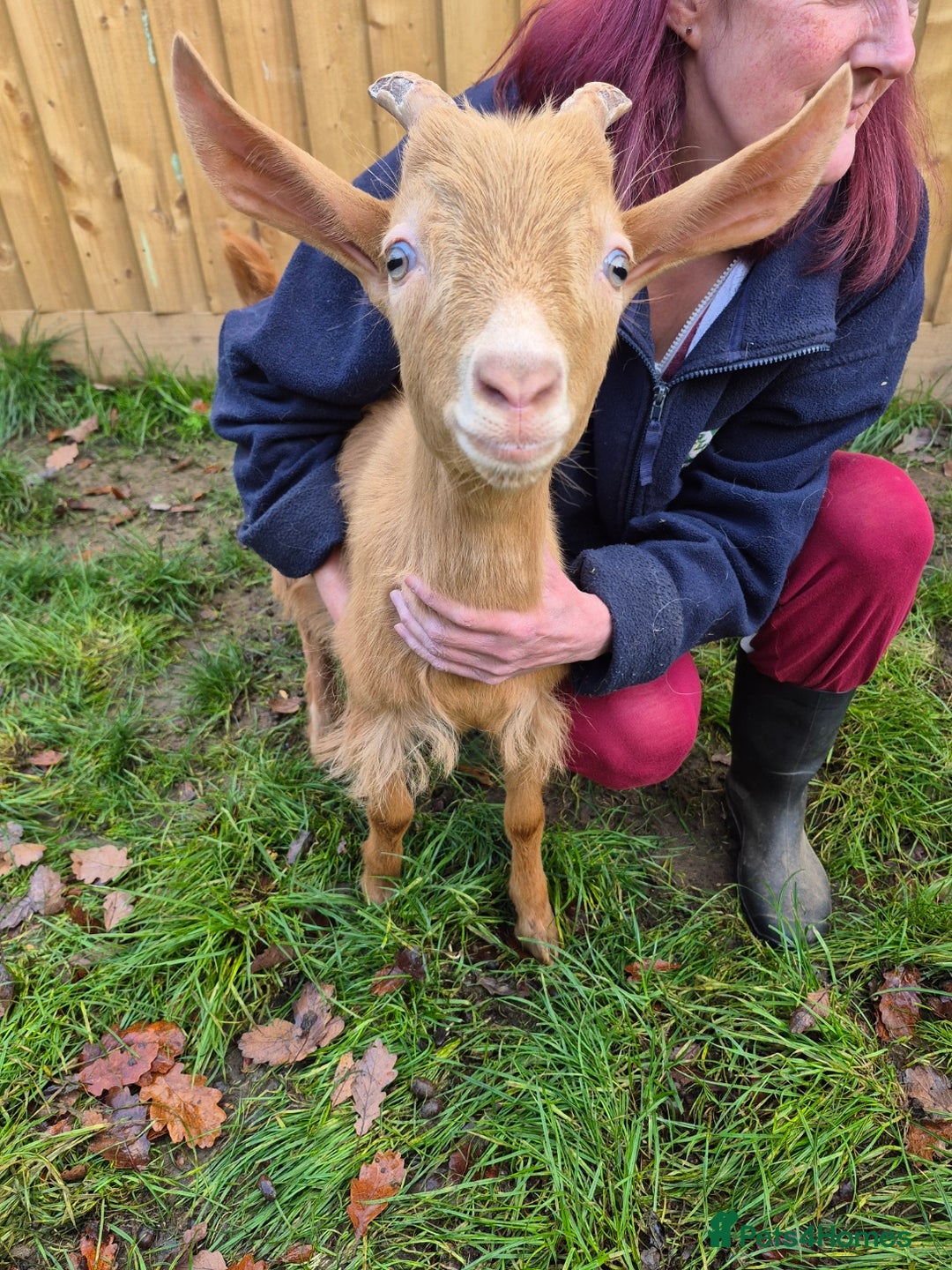 Goats livestock for sale: Super Friendly British Guernsey Goat Kids - Image 2