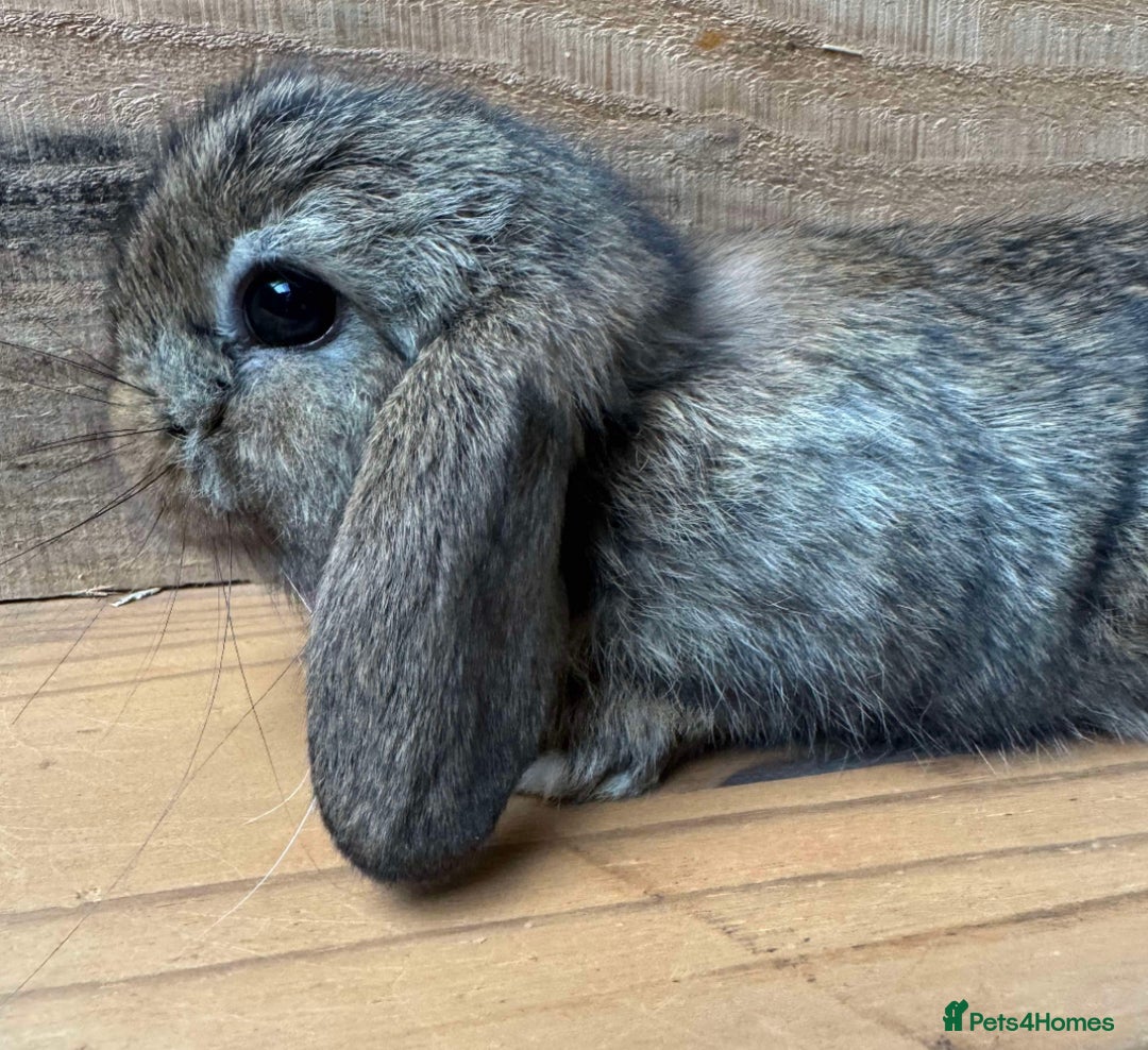 Mini Lop rabbits for sale: MINI LOP BUNNIES / PEDIGREE  - Image 15