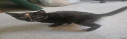 Mixed Breed cats for sale: 4 gorgeous Kittens Avaliable  - Advert 4