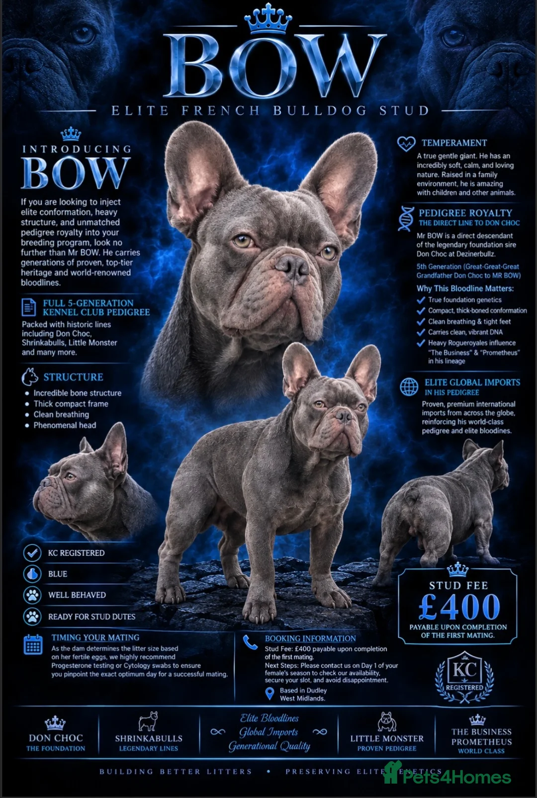 French Bulldog dogs for stud: 👑BOW👑    👇👇👇 - Advert 6