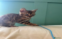 Bengal cats for sale: REDUCEDAbsolutely stunning Bengal Kittens READY in Hook - Image 25