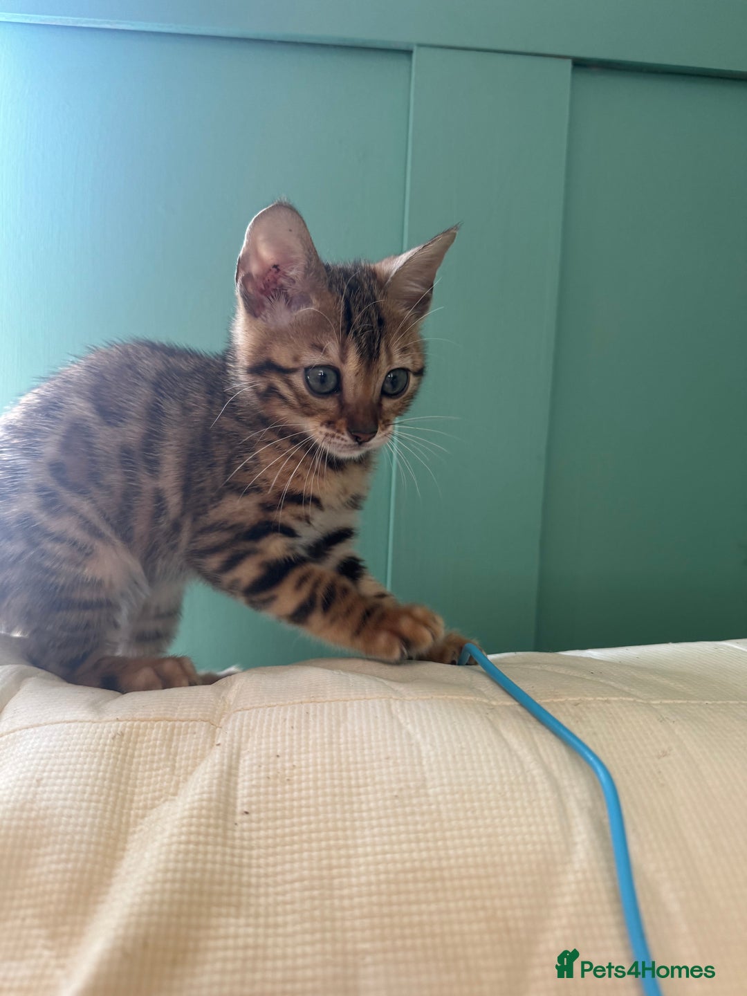 Bengal cats for sale: REDUCEDAbsolutely stunning Bengal Kittens READY in Hook - Image 25