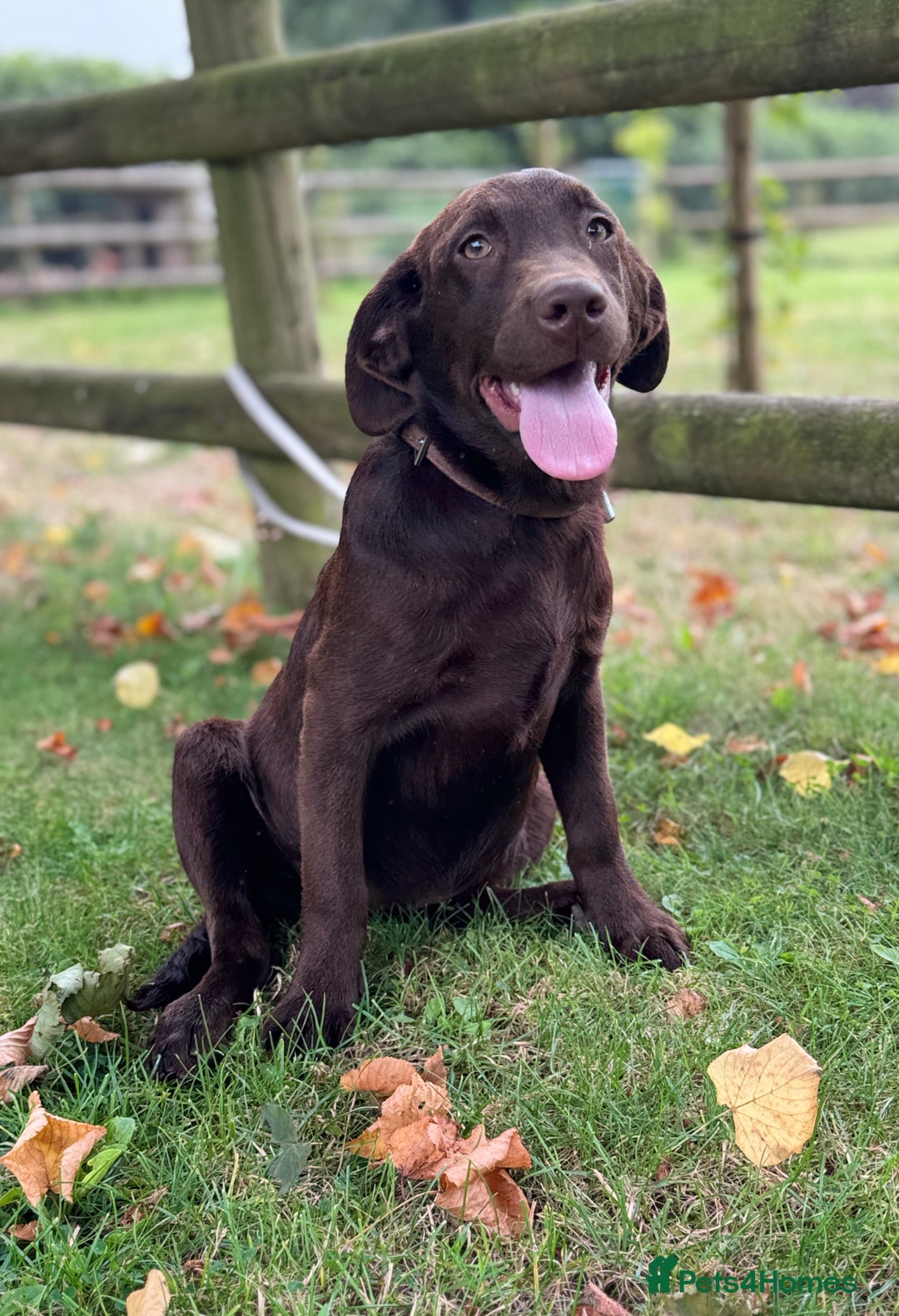 Labrador Retriever dogs for sale: Beautiful Dark Chocolate Labrador Retriever Bitch  - Image 5