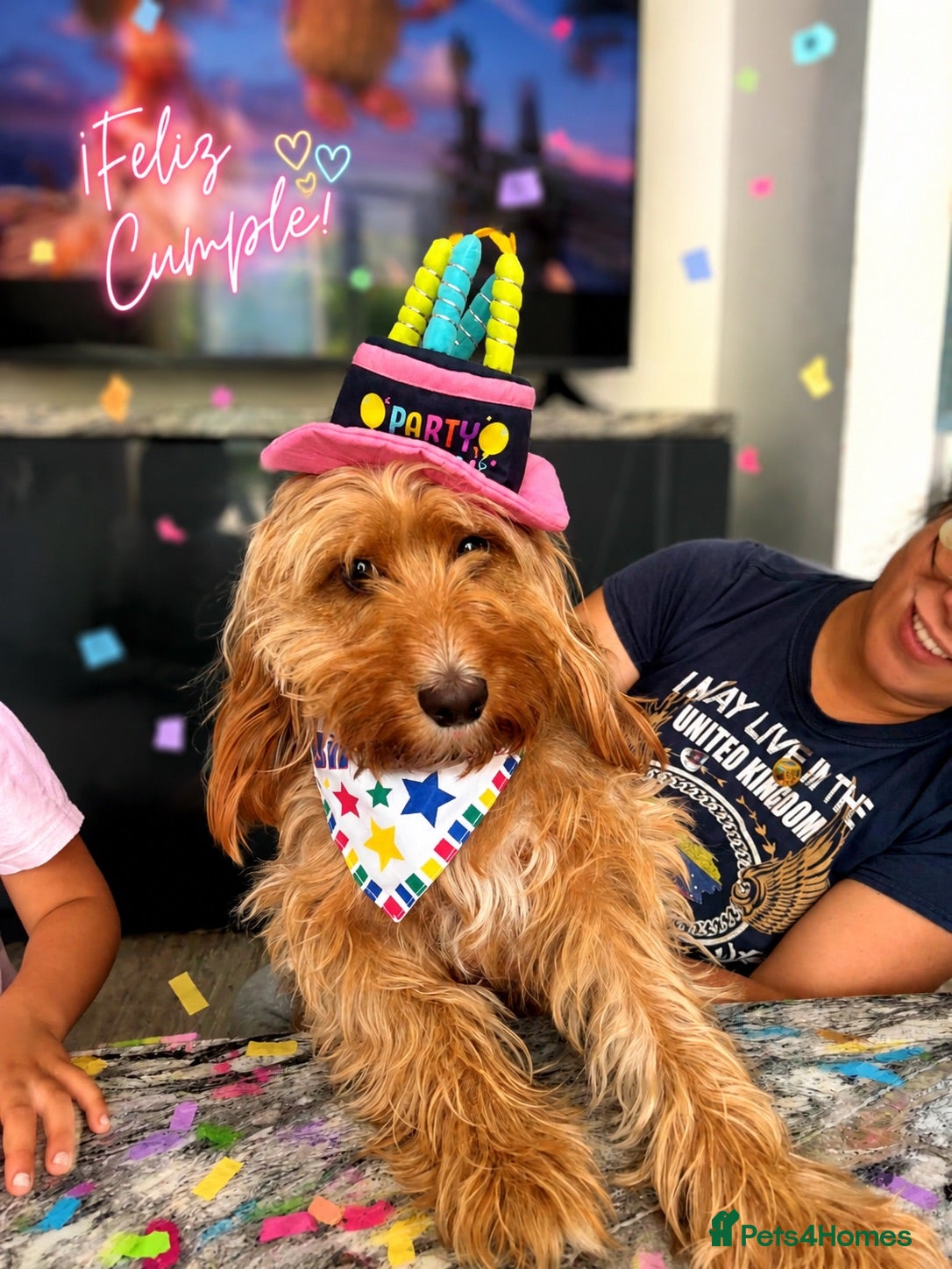 Cockapoo dogs Cockapoo  - Advert 1