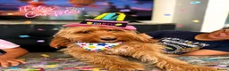Cockapoo dogs for sale: Cockapoo  - Advert 1