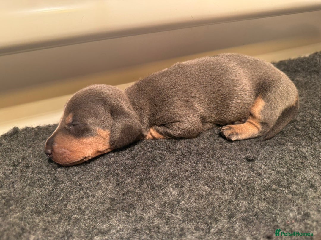 Miniature Dachshund dogs for sale: Blue & Tan Miniature Dachshund  - Advert 10
