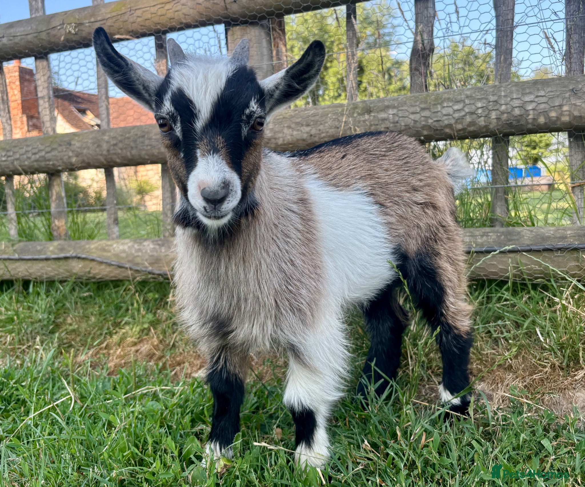 Goats livestock Pygmy billy kid tri coloured  - Advert 5