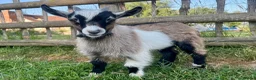 Goats livestock for sale: Pygmy billy kid tri coloured  - Advert 1