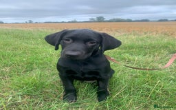 Labrador Retriever dogs for sale: KC Labrador puppy 🐾 - Image 1