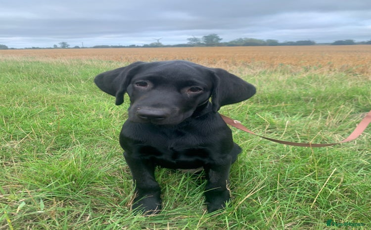 Labrador Retriever dogs - Advert 4