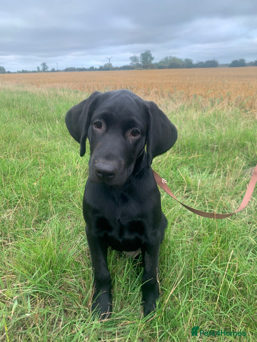 Labrador Retriever dogs for sale: KC Labrador puppy 🐾 - Image 1