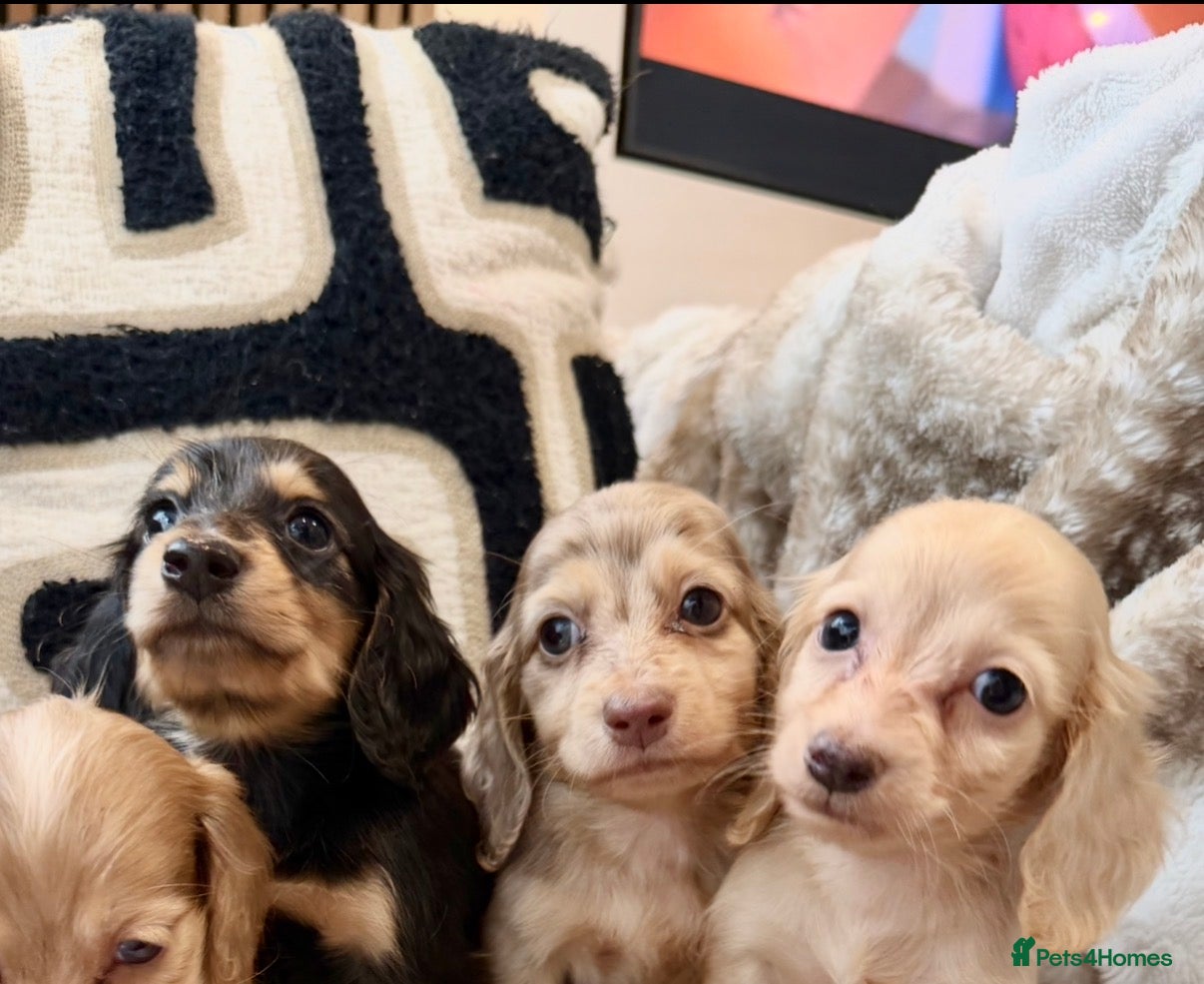 Miniature Dachshund dogs Kanninchen size long Coat Dachshund Puppies - Advert 1
