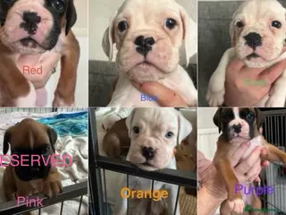 Boxer dogs Adorable BOXER puppies - Advert 12