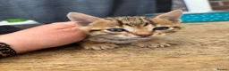 Bengal cats for sale: Stunning Bengal kittens  - Advert 1