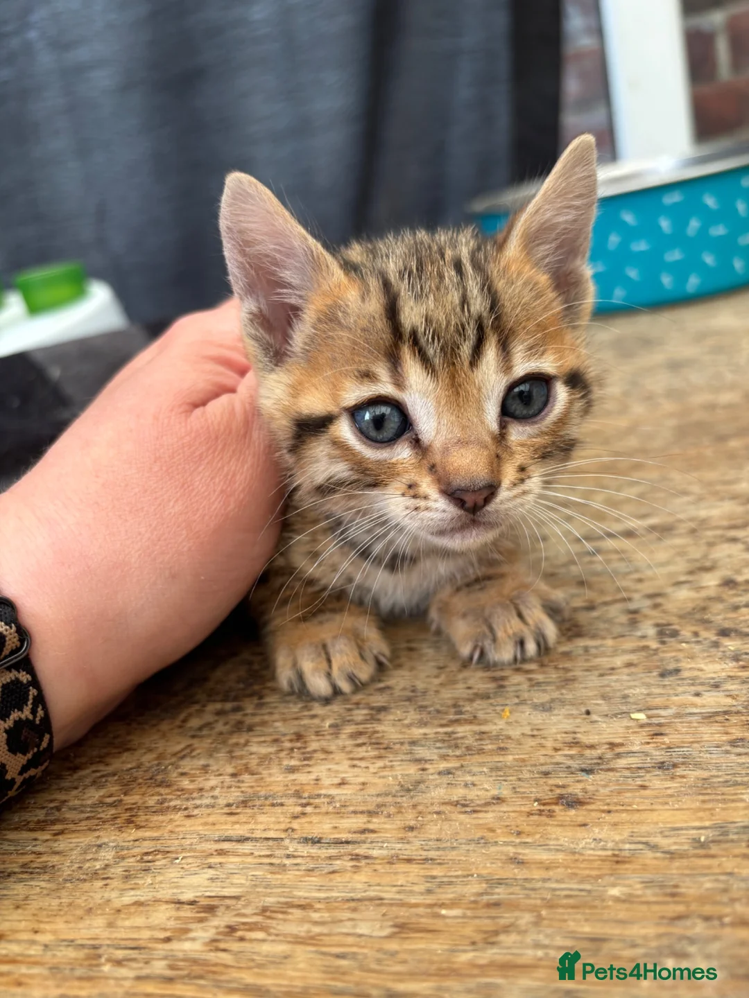Bengal cats for sale: Stunning Bengal kittens  - Advert 1