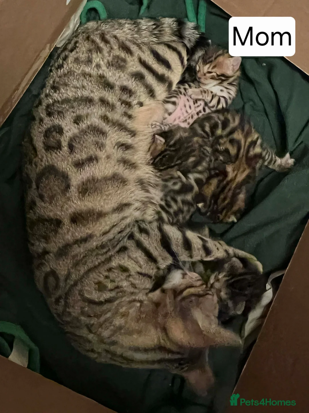 Bengal cats for sale: Pure Bengal in West Drayton - Advert 2