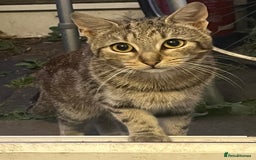 Domestic Shorthair cats for sale: Meet Zora  - Image 5