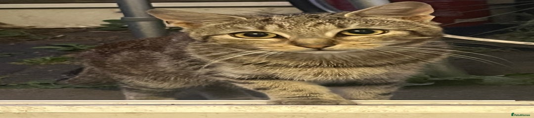 3 Healthy & Playful 8-Month-Old Cats – Can Go Together or Separately 