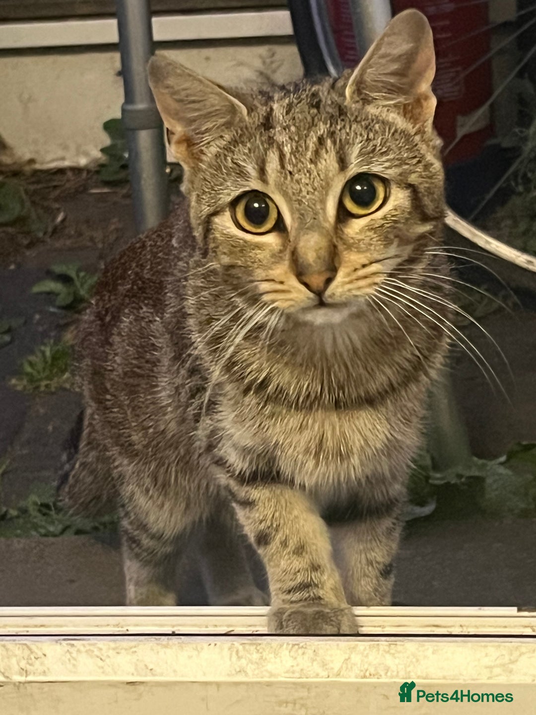 Domestic Shorthair cats for sale: Meet Zora  - Image 5