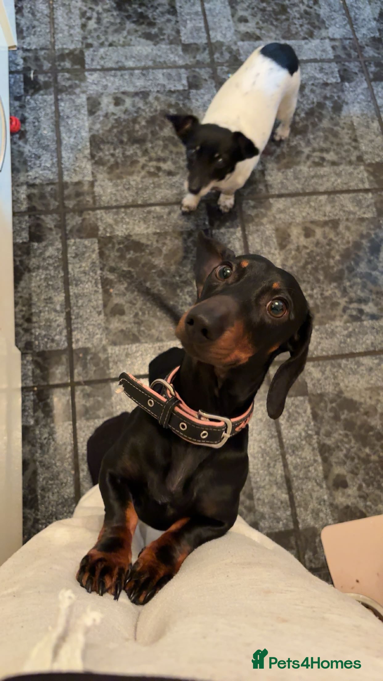 Dachshund dogs Nearly 3year old KC registered dachshund  - Advert 2
