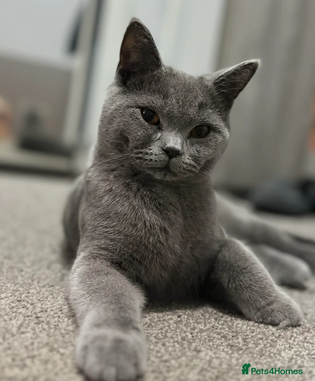 British Shorthair cats for sale: british shorthair - Advert 4