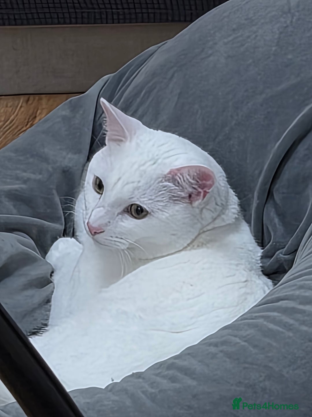 Turkish Angora cats for sale: lovely male turkish angora x khao manee - Advert 2