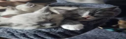 Mixed Breed cats for sale: Ragdoll cross kitten's - Advert 9