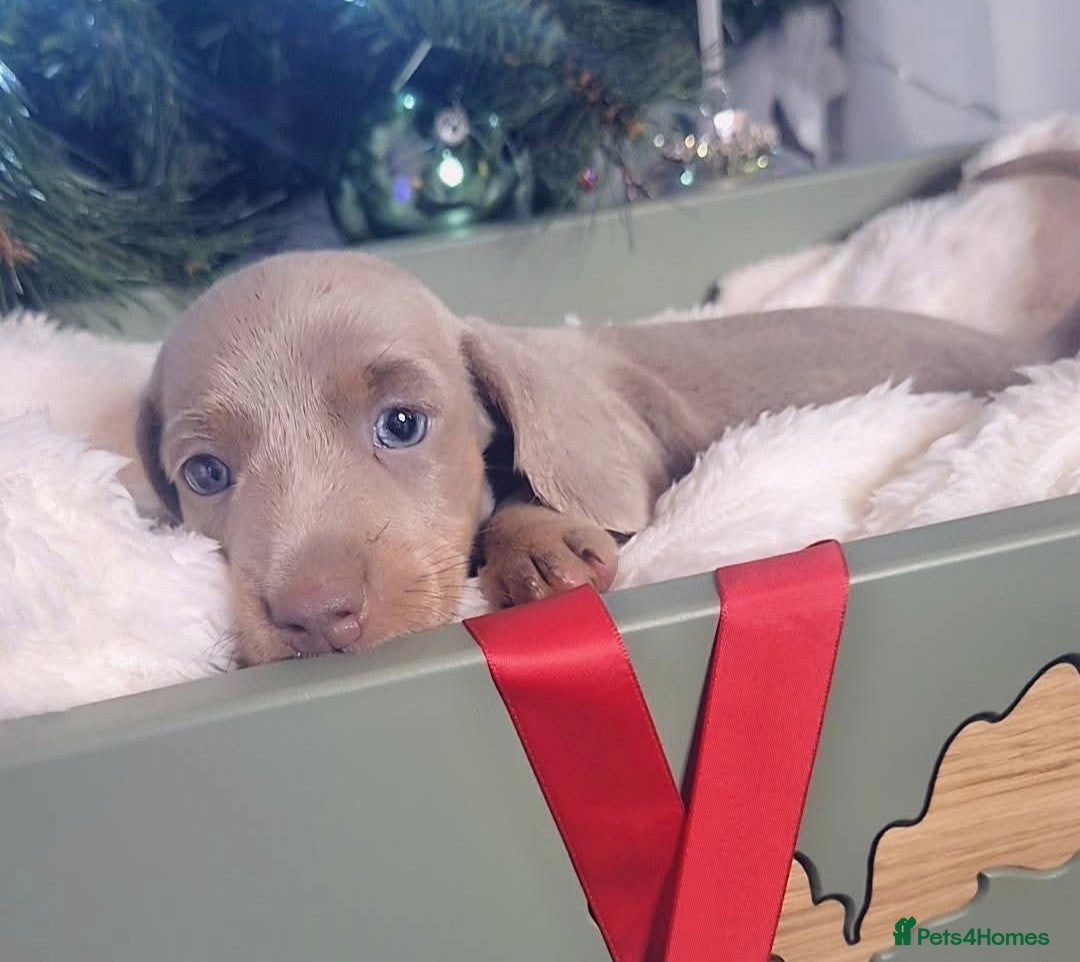 Miniature Dachshund dogs 1 LEFT ⭐️KC Health Tested Miniature Dachshund ⭐️ - Advert 12