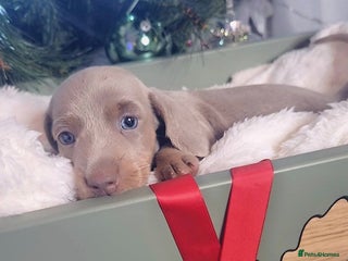 Miniature Dachshund dogs 1 LEFT ⭐️KC Health Tested Miniature Dachshund ⭐️ - Advert 6