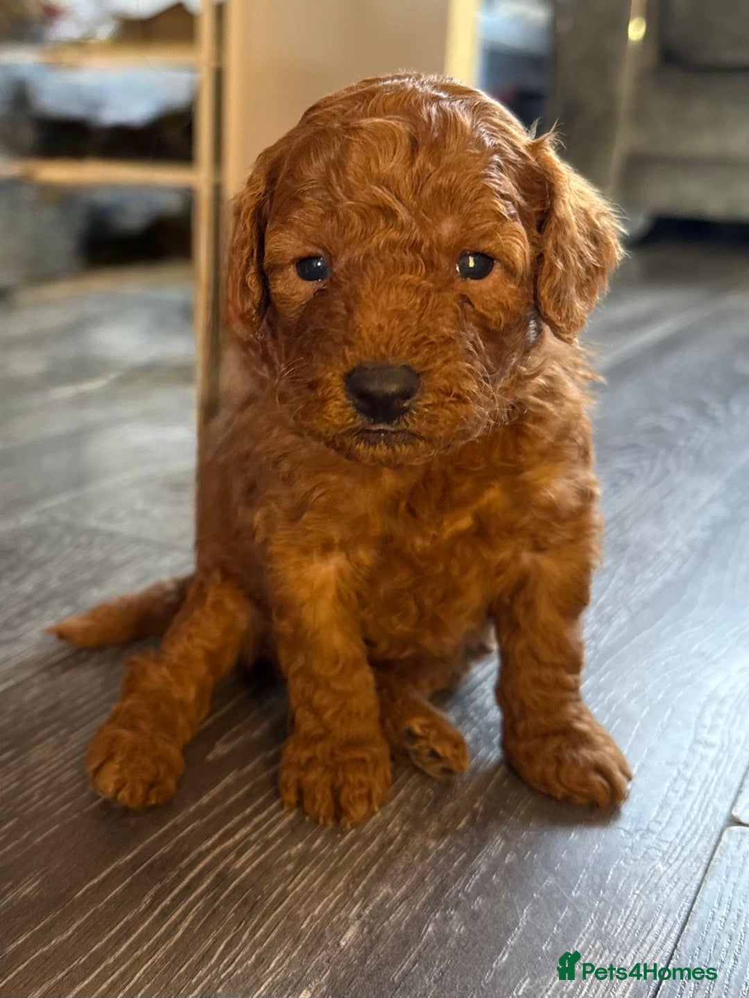 Cavapoo dogs for sale: F1b Cavapoo ALL PUPS NOW RESERVED  - Advert 24