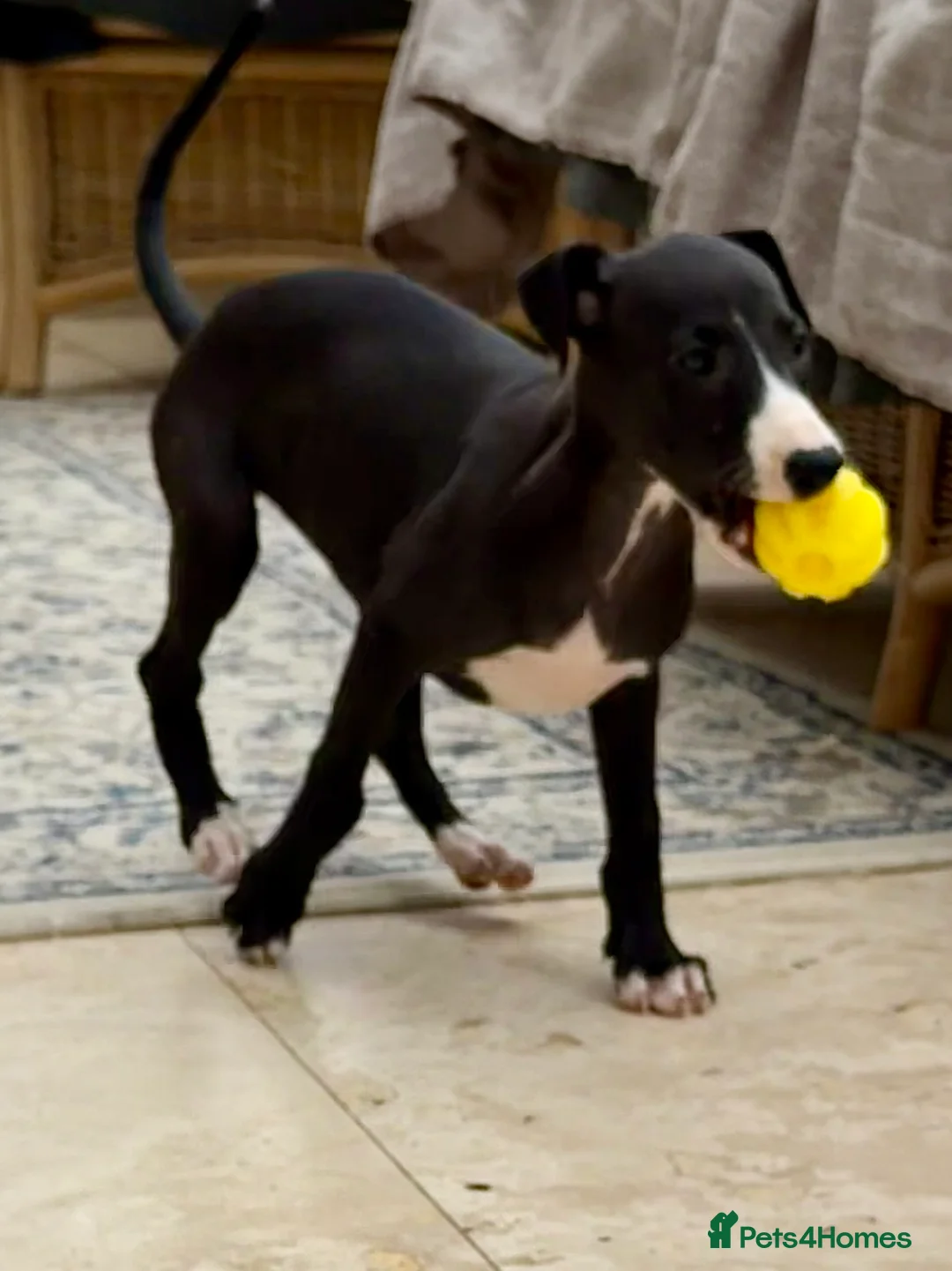 Whippet dogs for sale: READY TO GO - Healthy, well-bred, KC Whippet pups - Advert 2