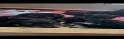 Rottweiler dogs for sale: Stunning litter of Rottweiler babies  - Advert 26