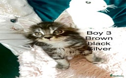 Maine Coon cats for sale: XXL Maine Coon kittens 🔥rare Black Smoke  - Image 27