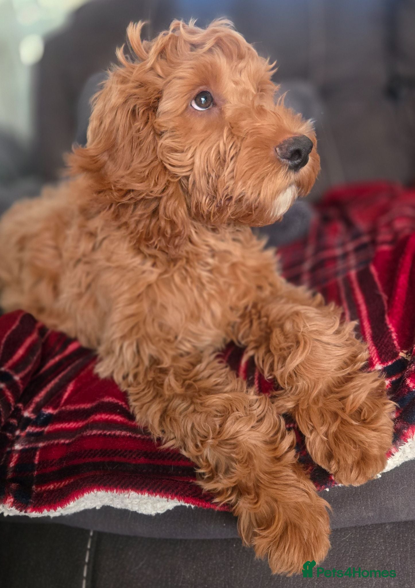 Cockapoo dogs F1 Cockerpoo male  - Advert 2