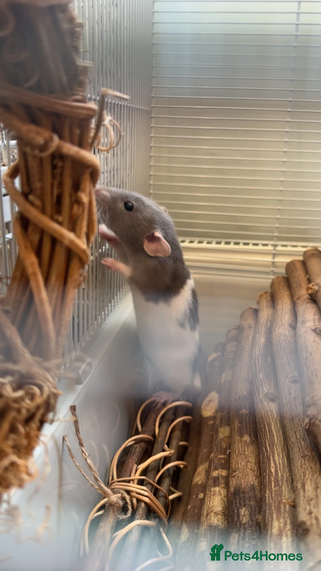 Rat rodents for sale: SOLD  - Advert 6