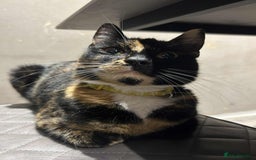 Mixed Breed cats for sale: Black and white kitten last of litter - Image 4