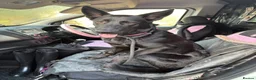 Sheprador dogs for sale: Skye 7 month sheprador - Advert 5