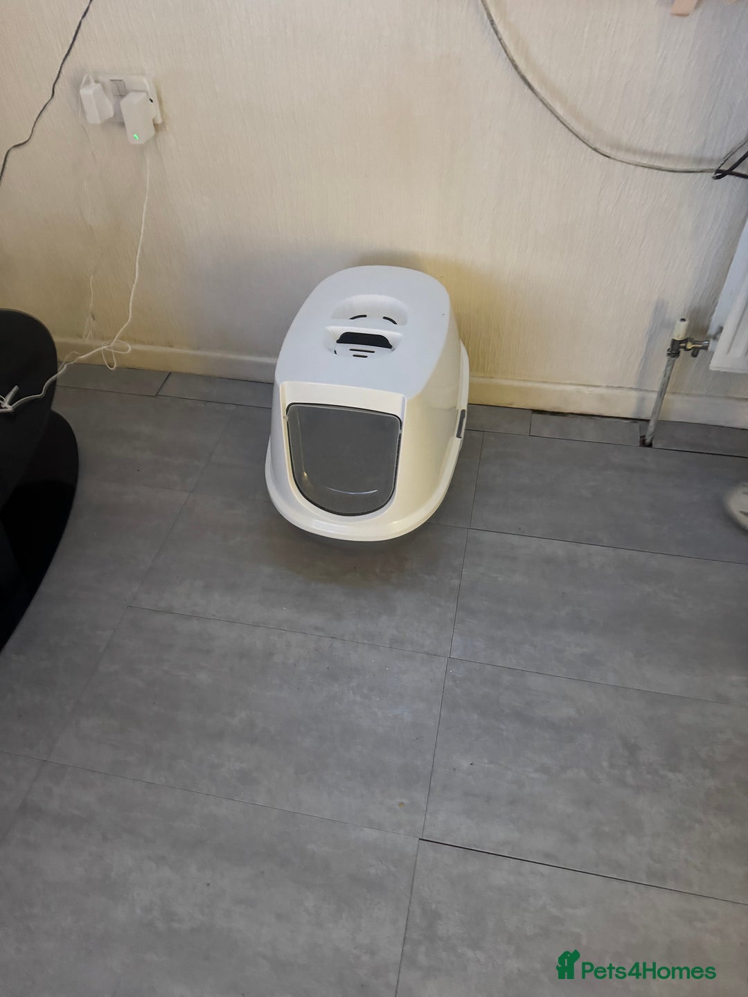 Mixed Breed cats for sale: Mixed breed 2 cats  - Advert 5