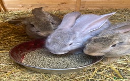 Continental Giant rabbits for sale: Continental Giants - Image 4