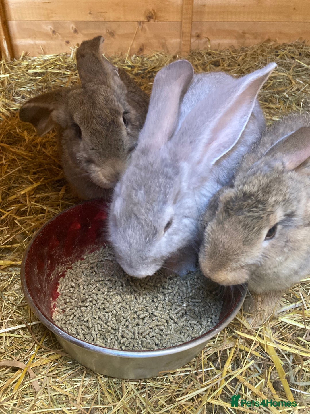 Continental Giant rabbits for sale: Continental Giants - Image 4
