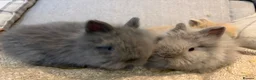 Lionhead rabbits for sale: Double mane lion head baby’s for sale  - Advert 10