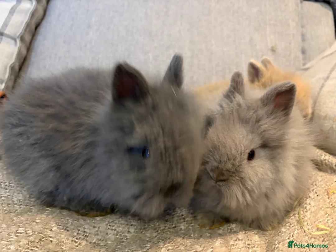 Lionhead rabbits for sale: Double mane lion head baby’s for sale  - Advert 10