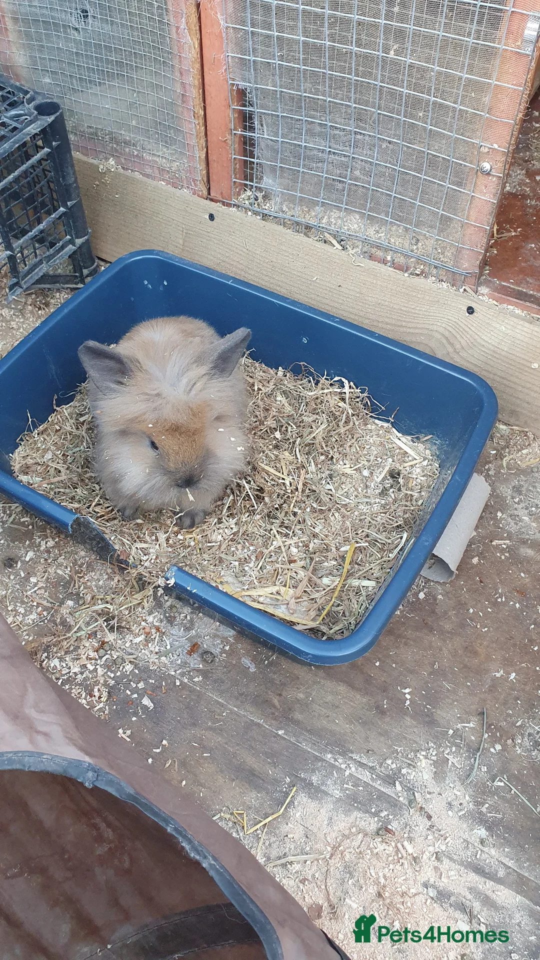 Netherland Dwarf rabbits for sale: Baby rabbits  - Advert 6