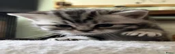 British Shorthair cats for sale: GCCF reg BSH BLACK SILVER TABBY KITTENS in Halifax - Advert 8